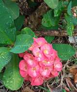 Image of Euphorbia milii var. roseana Marn.-Lap. ex Demoly