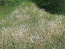 Image of Stipa pennata subsp. sabulosa (Pacz.) Tzvelev