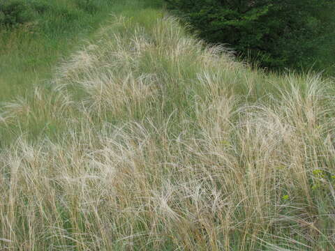 Image of Stipa pennata subsp. sabulosa (Pacz.) Tzvelev