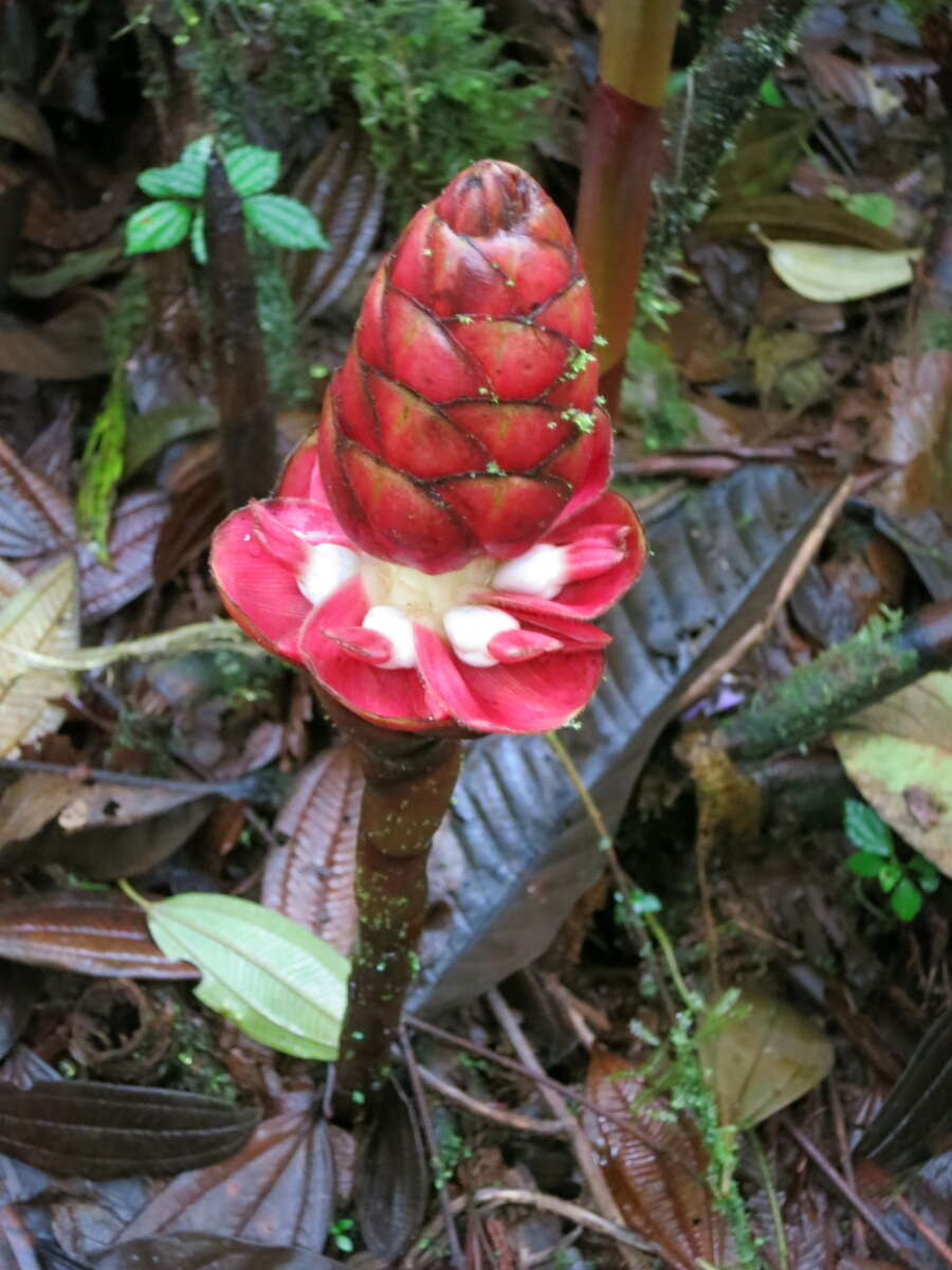 Imagem de Costus plowmanii Maas