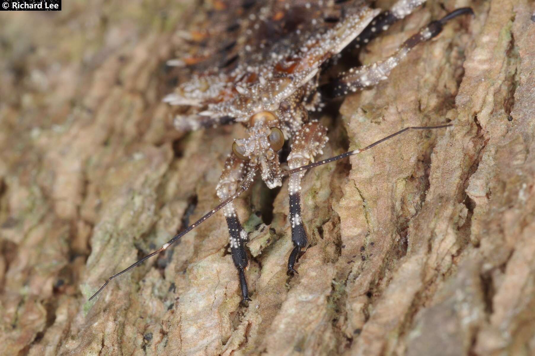 Image of Centrocnemis malayana Miller 1956