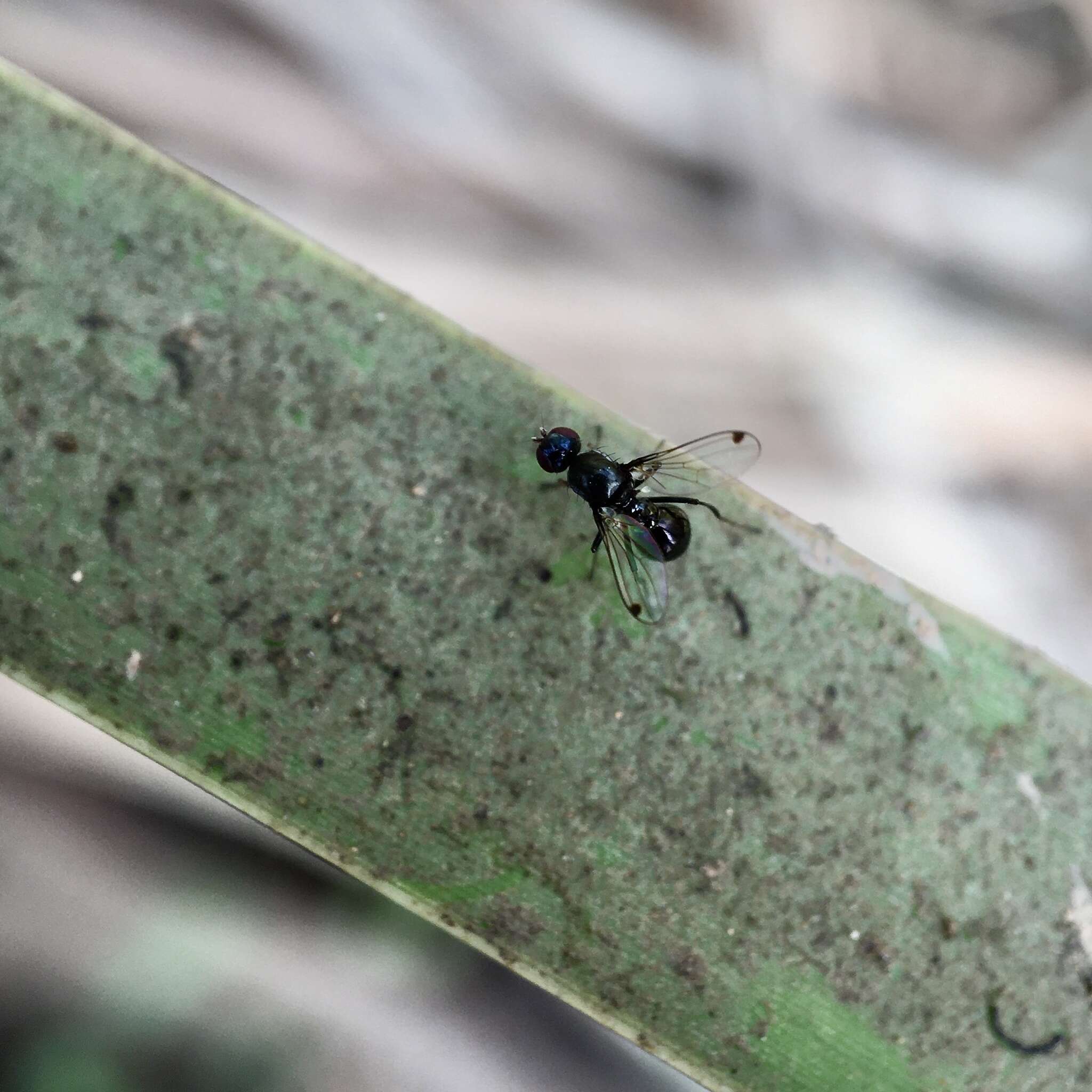 Parapalaeosepsis plebeia (Meijere 1906)的圖片