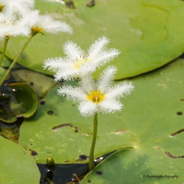 Image of Water-snowflake