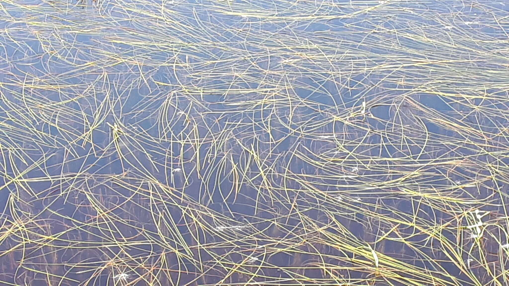 Image of Floating Bur-reed