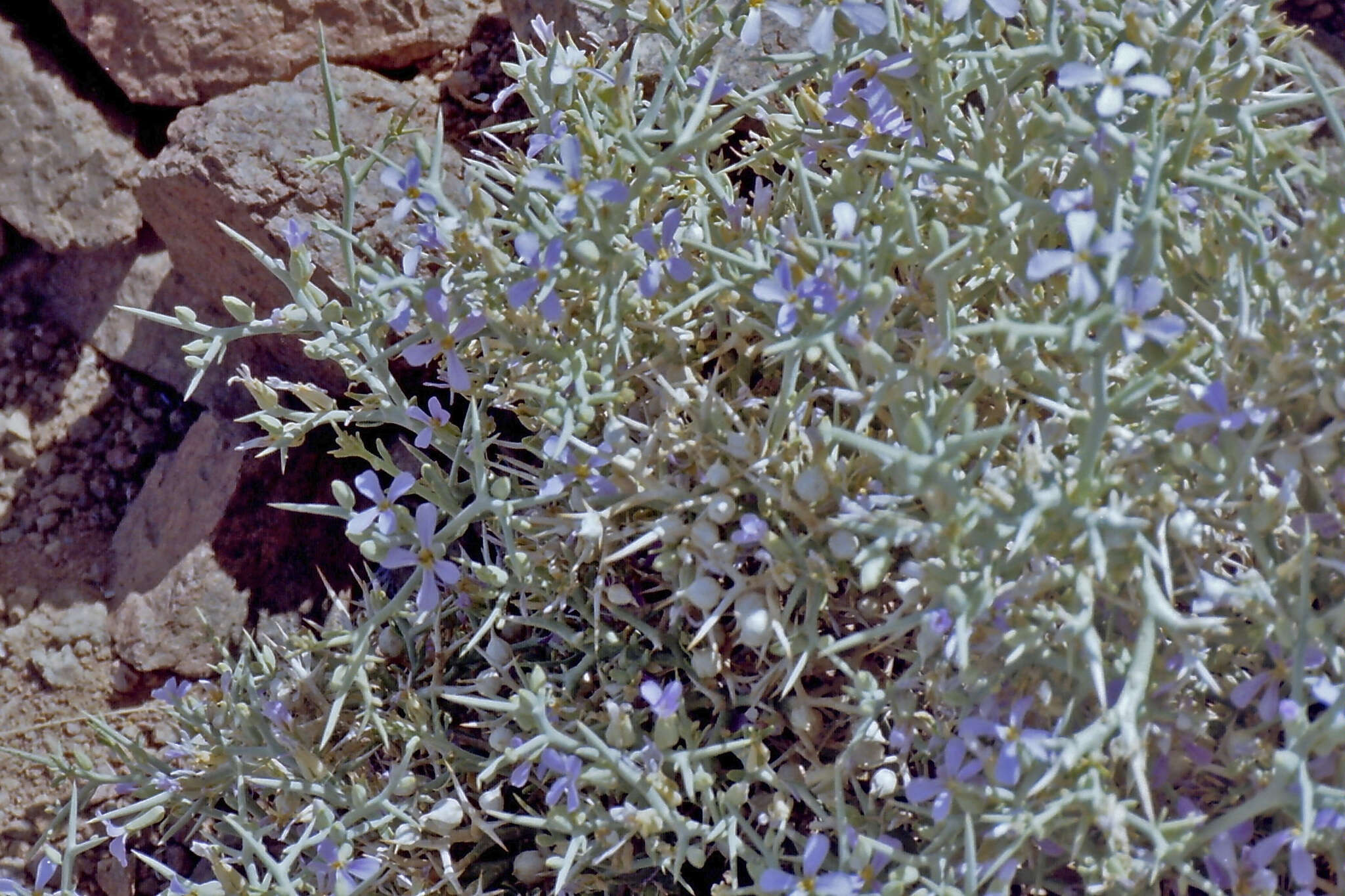 Image of Zilla spinosa (L.) Prantl