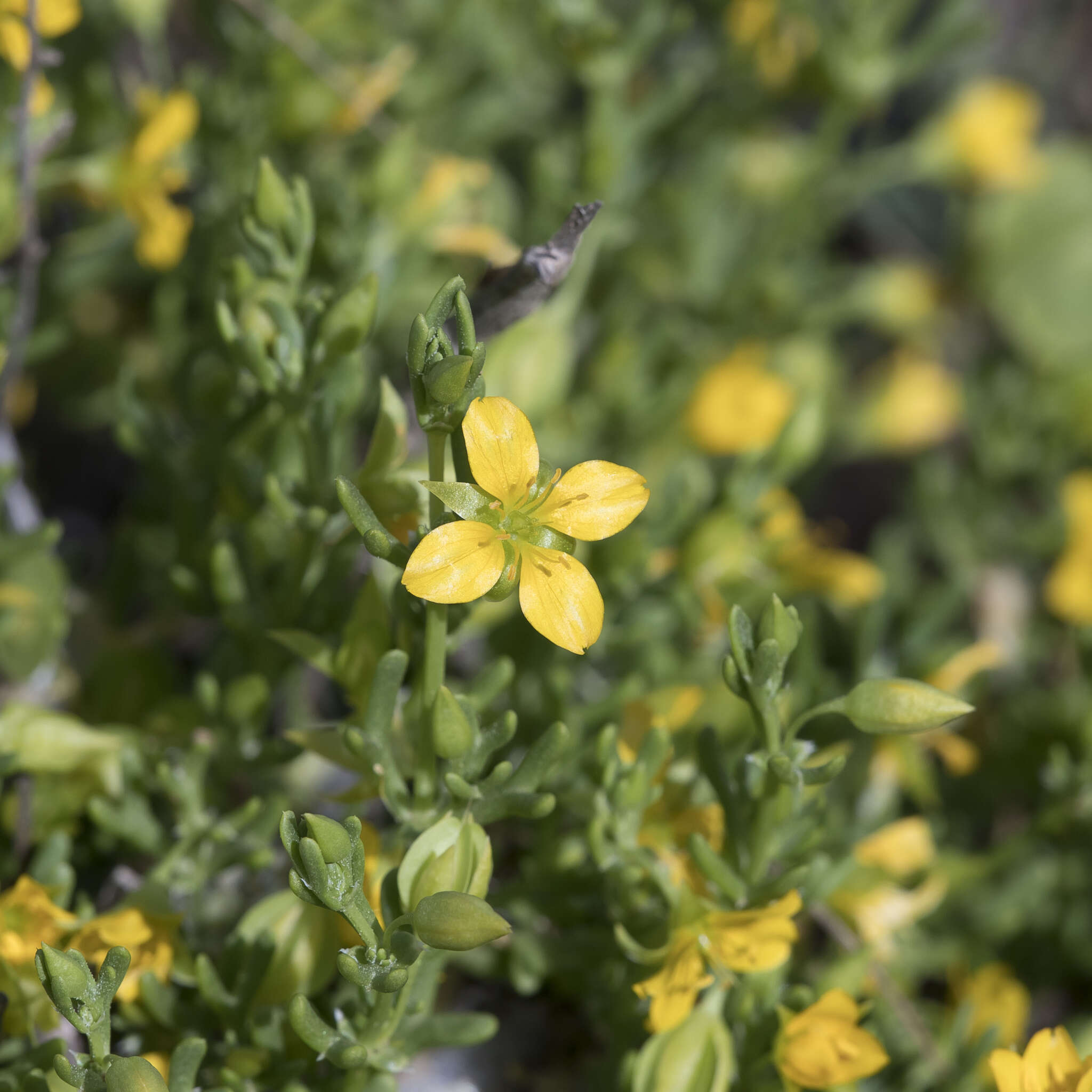 Image of Roepera aurantiaca Lindl.