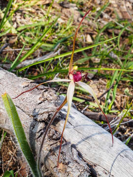 Image of Tawny spider orchid