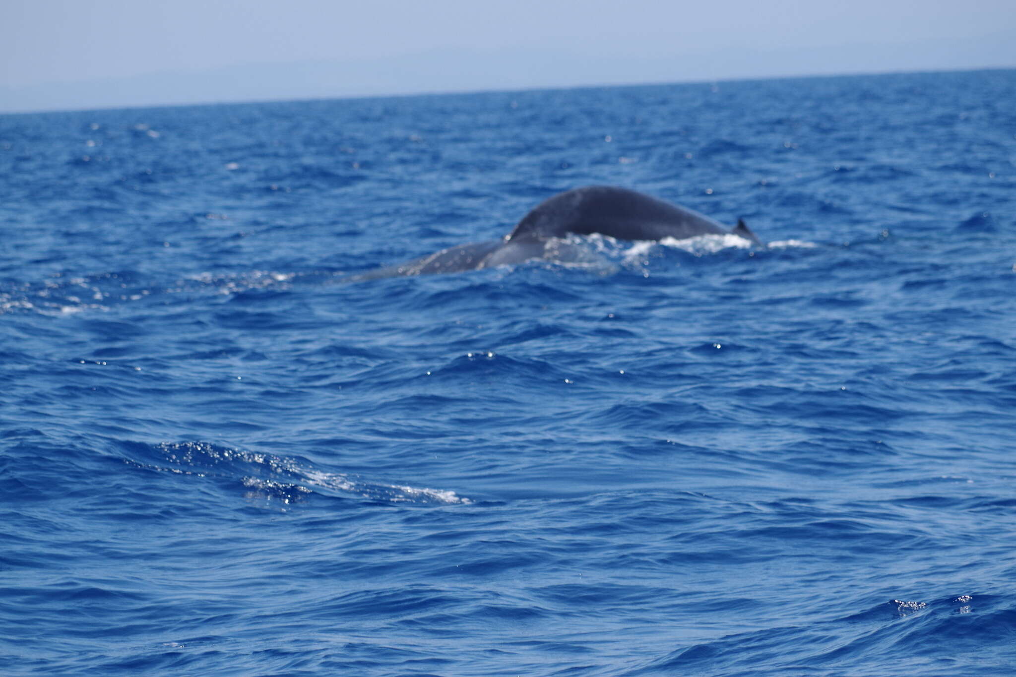 Image of pygmy blue whale