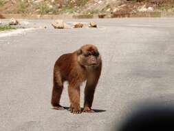 Image of Assam Macaque