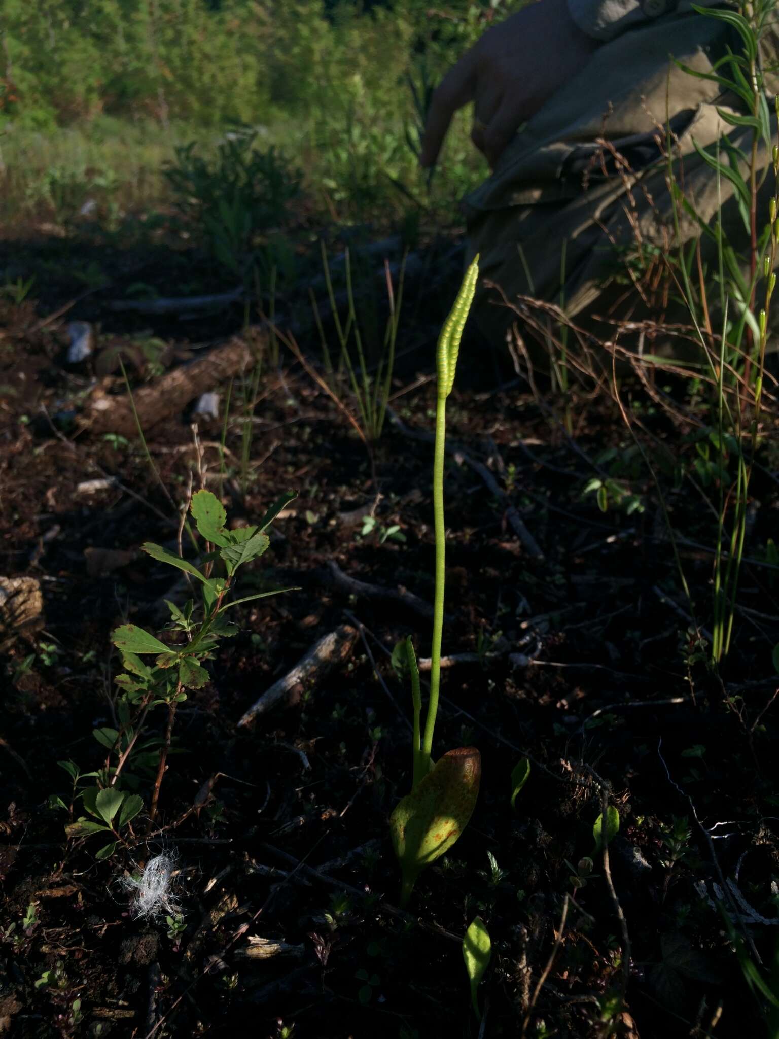 Image of adder's-tongue