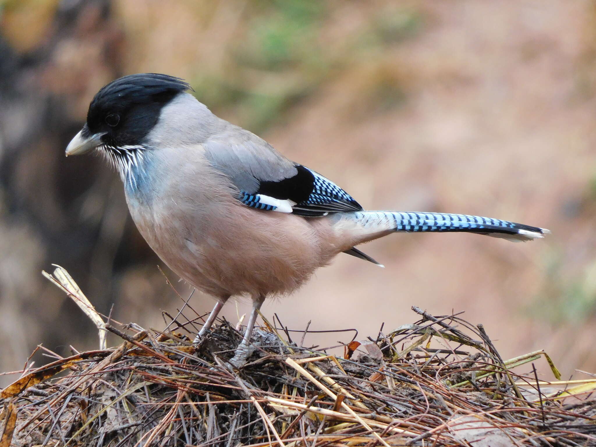 Image of Black-headed Jay