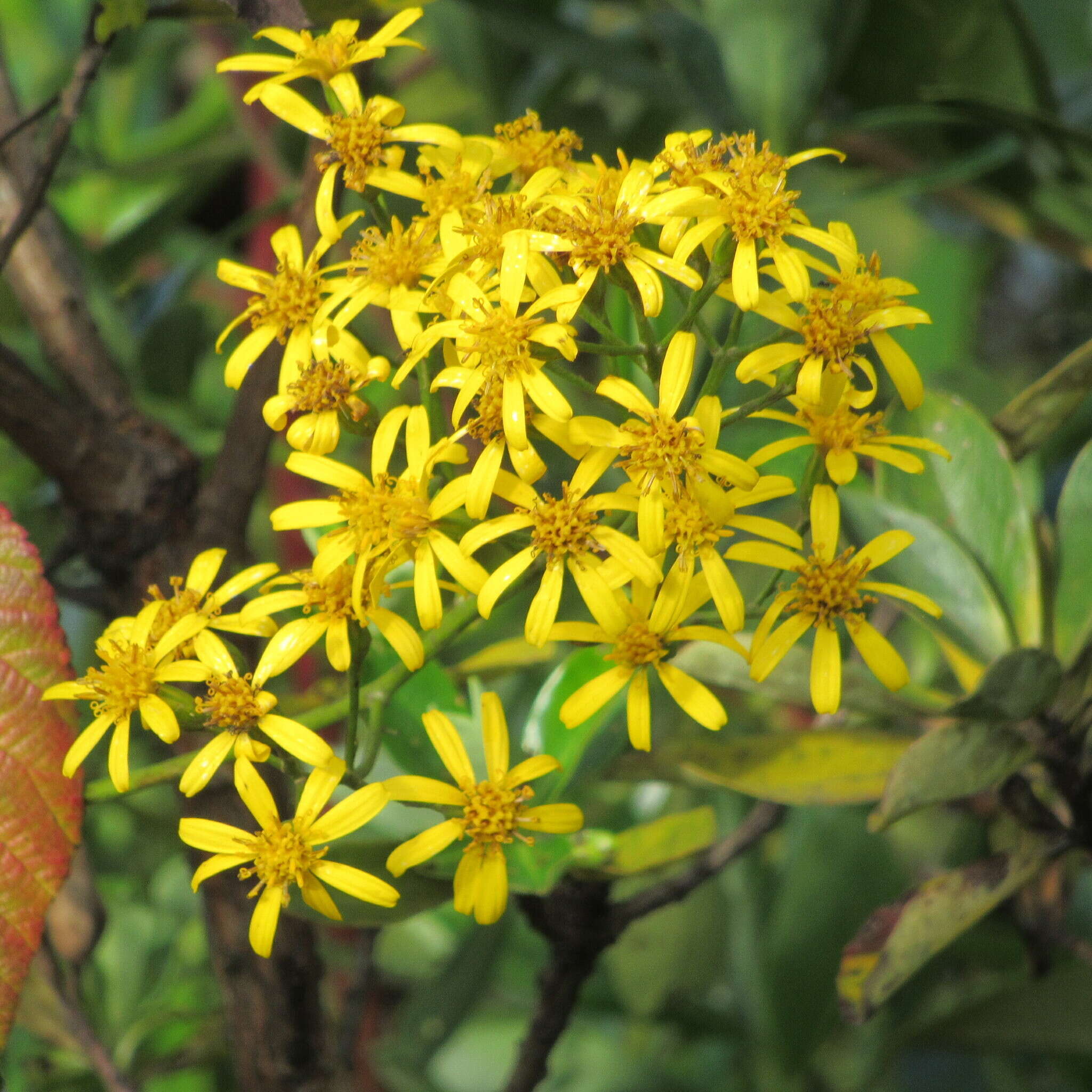 Image of Dendrophorbium americanum (L. fil.) C. Jeffrey