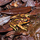 Image of Pelado Mountains False Toad