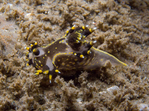 Image of Polycera tricolor Robilliard 1971