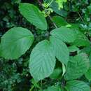 Image of Purple-glandular Bramble