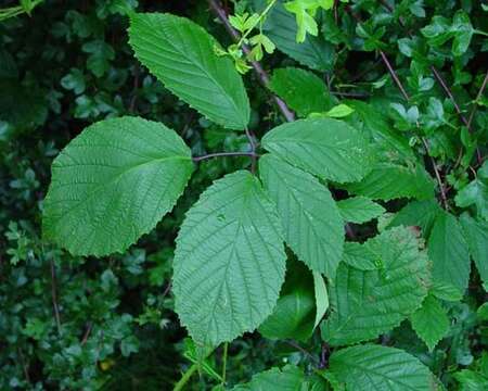 Image of Rubus rudis Weihe & Nees