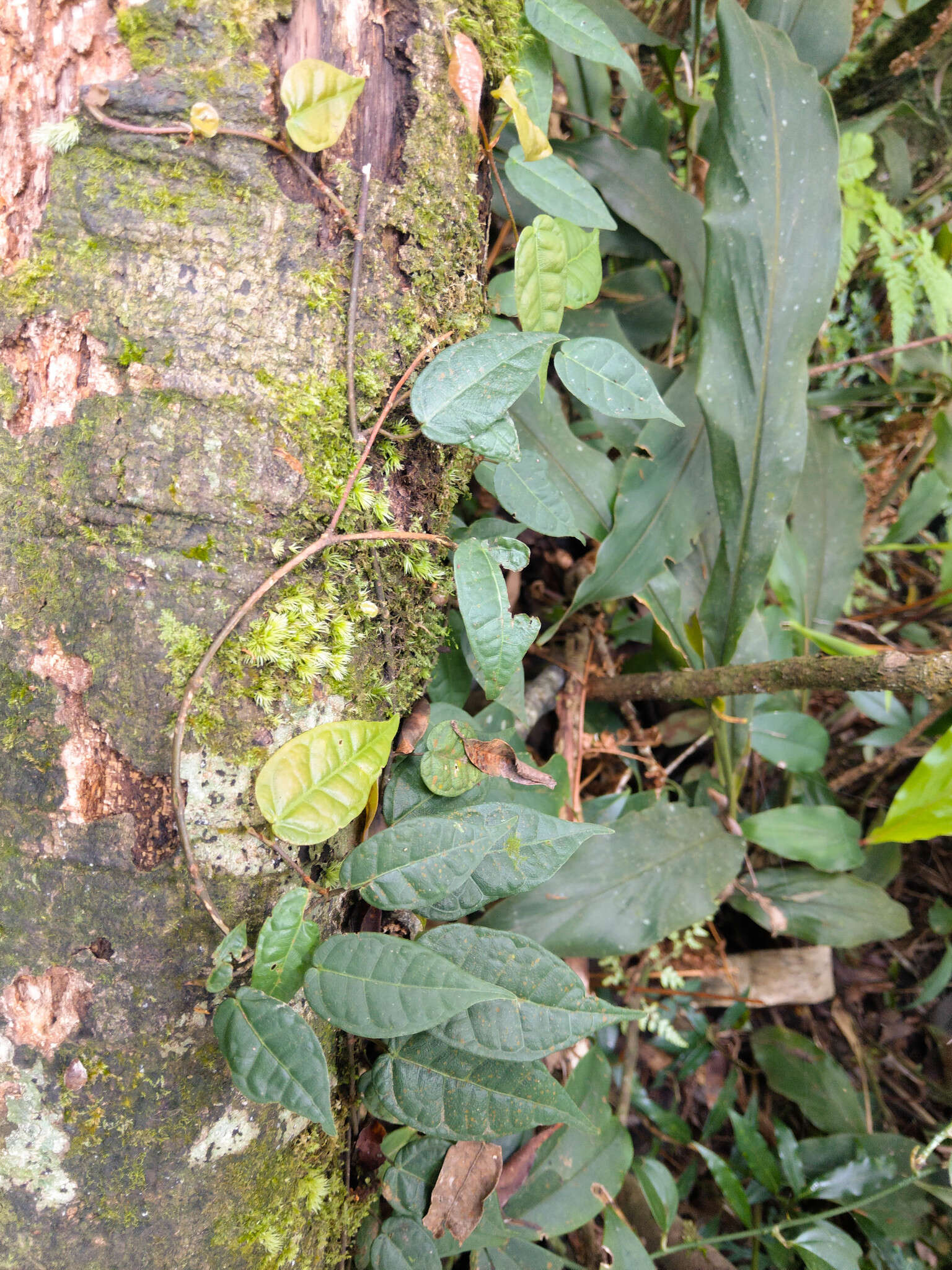 Image of Ficus sarmentosa var. nipponica (Franch. & Savatier) Corner