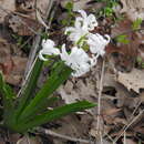 Image of Hyacinthus Tourn. ex L.