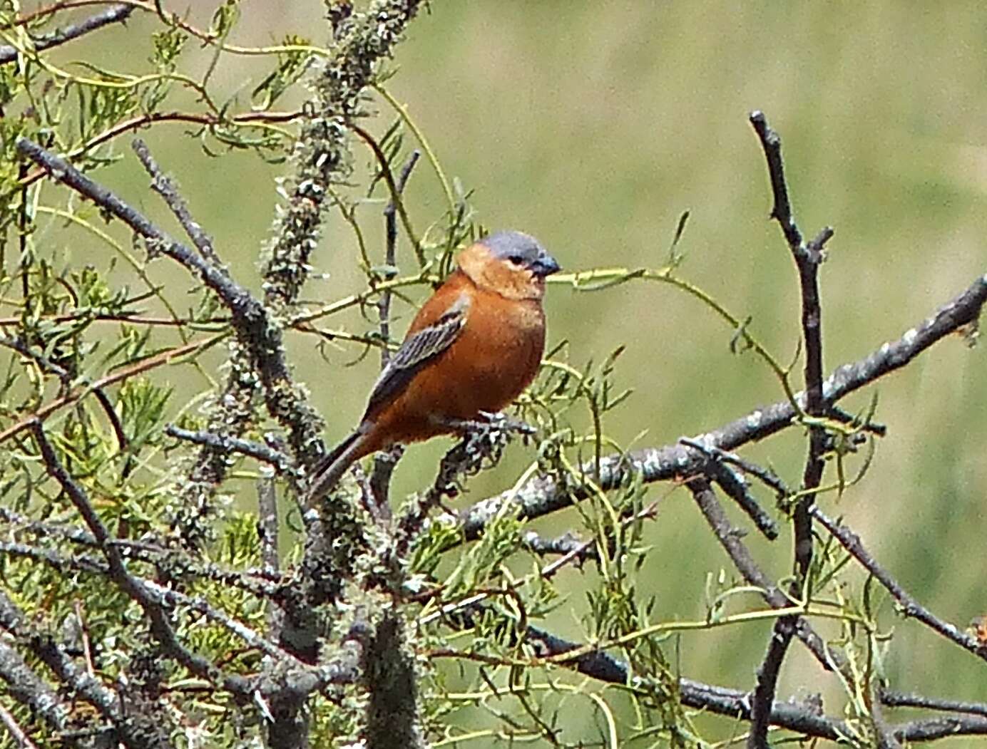 Слика од Sporophila cinnamomea (Lafresnaye 1839)