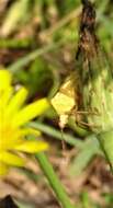 Image of Brown Stink Bug