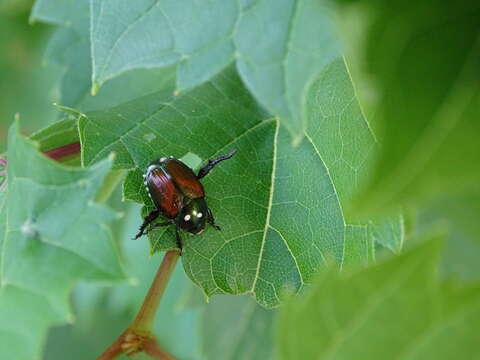 Image of Winsome Fly