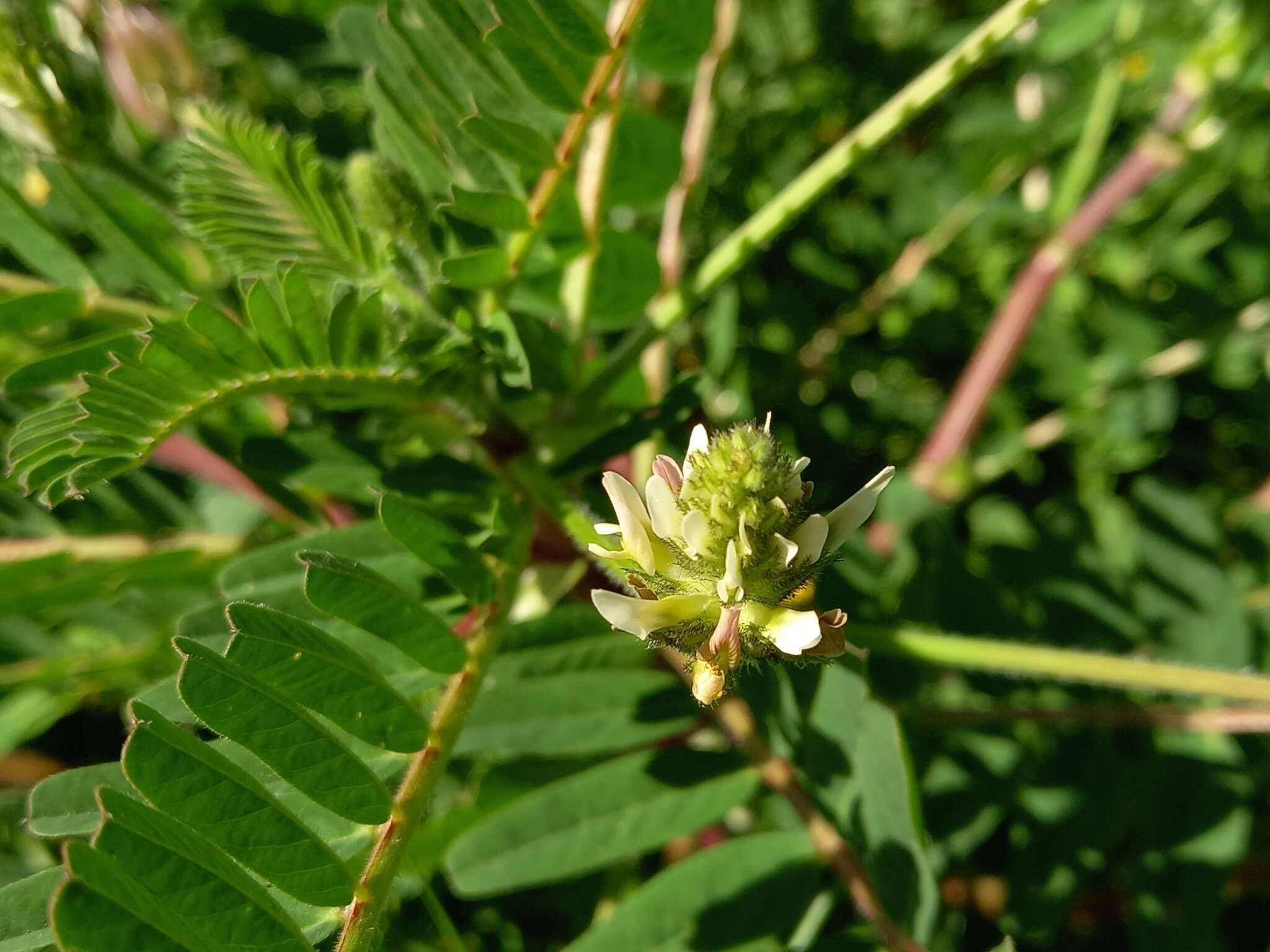 Image of Yellow Milk-vetch