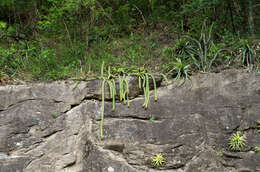 Image of Cleistocactus samaipatanus (Cárdenas) D. R. Hunt