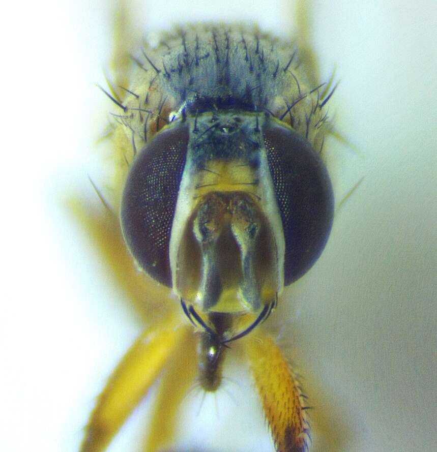 Image of Bermudagrass Stem Maggot