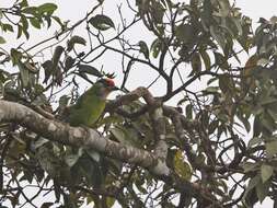 Image of Golden-throated Barbet