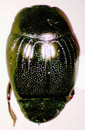 Image of Geomysaprinus (Priscosaprinus) moniliatus (Casey 1916)