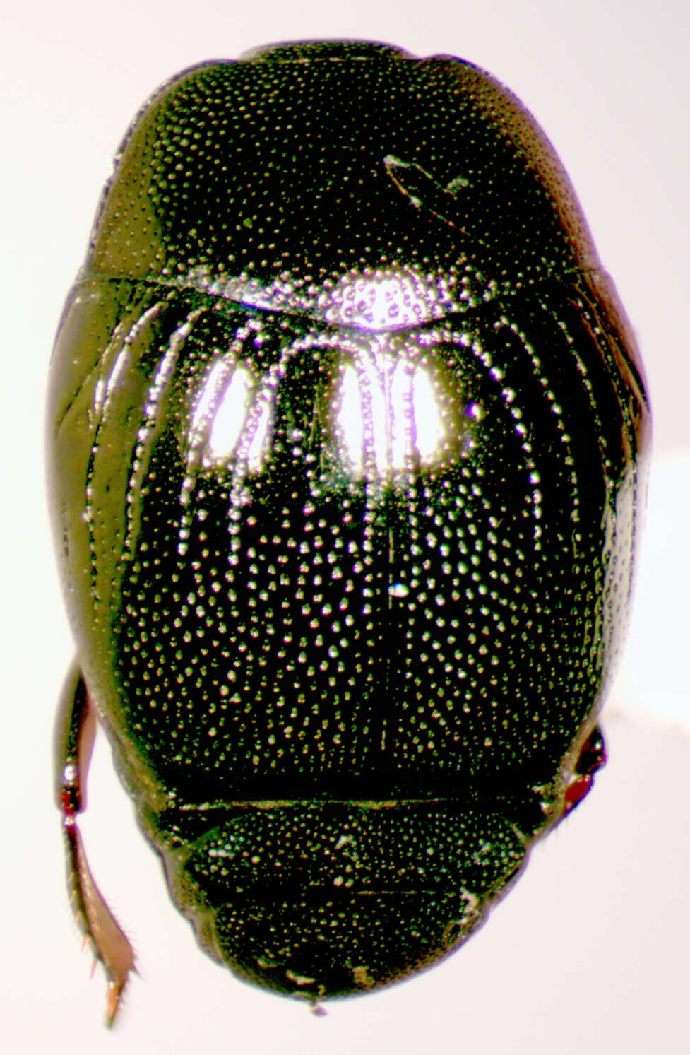 Image de Geomysaprinus (Priscosaprinus) moniliatus (Casey 1916)