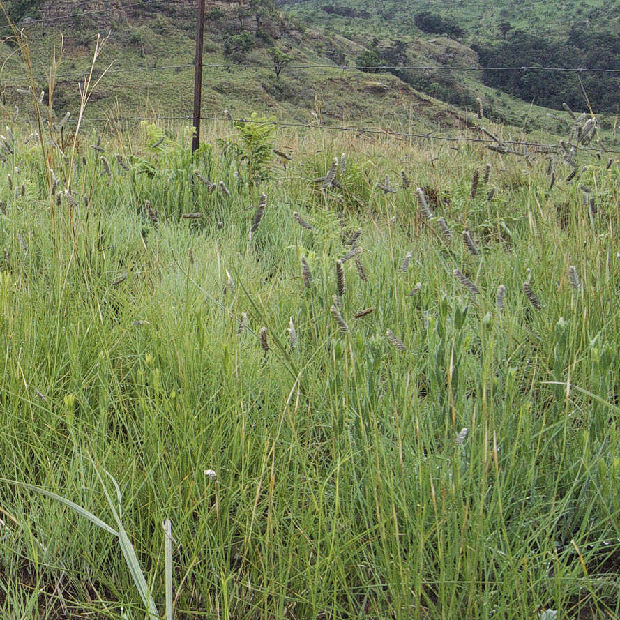 Harpochloa falx (L. fil.) Kuntze resmi