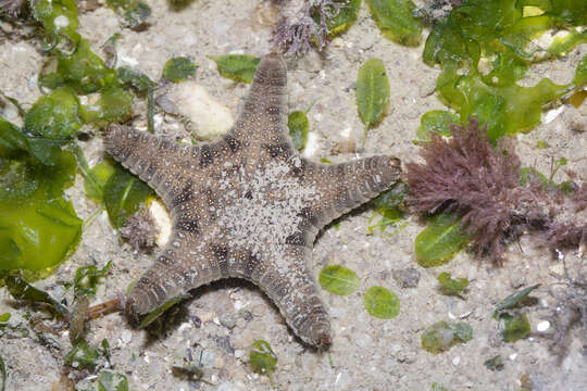 Image of Goniodiscaster H. L. Clark 1909