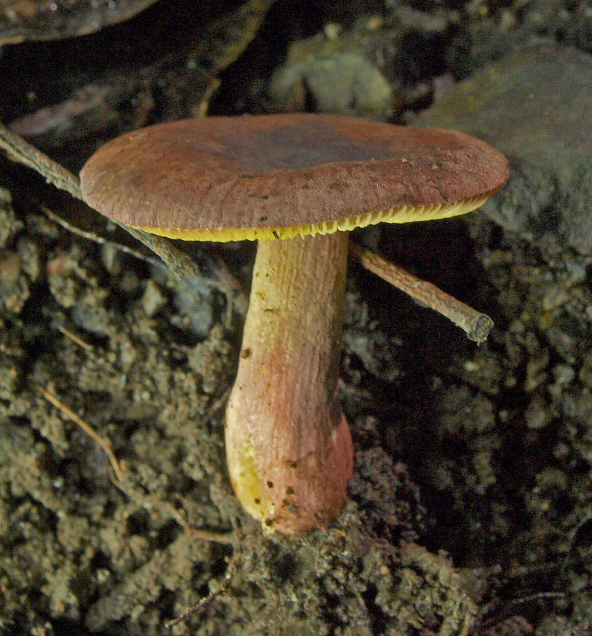 Image of Russula purpureoflava Cleland 1927