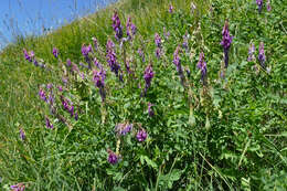 Image of Hedysarum hedysaroides subsp. hedysaroides