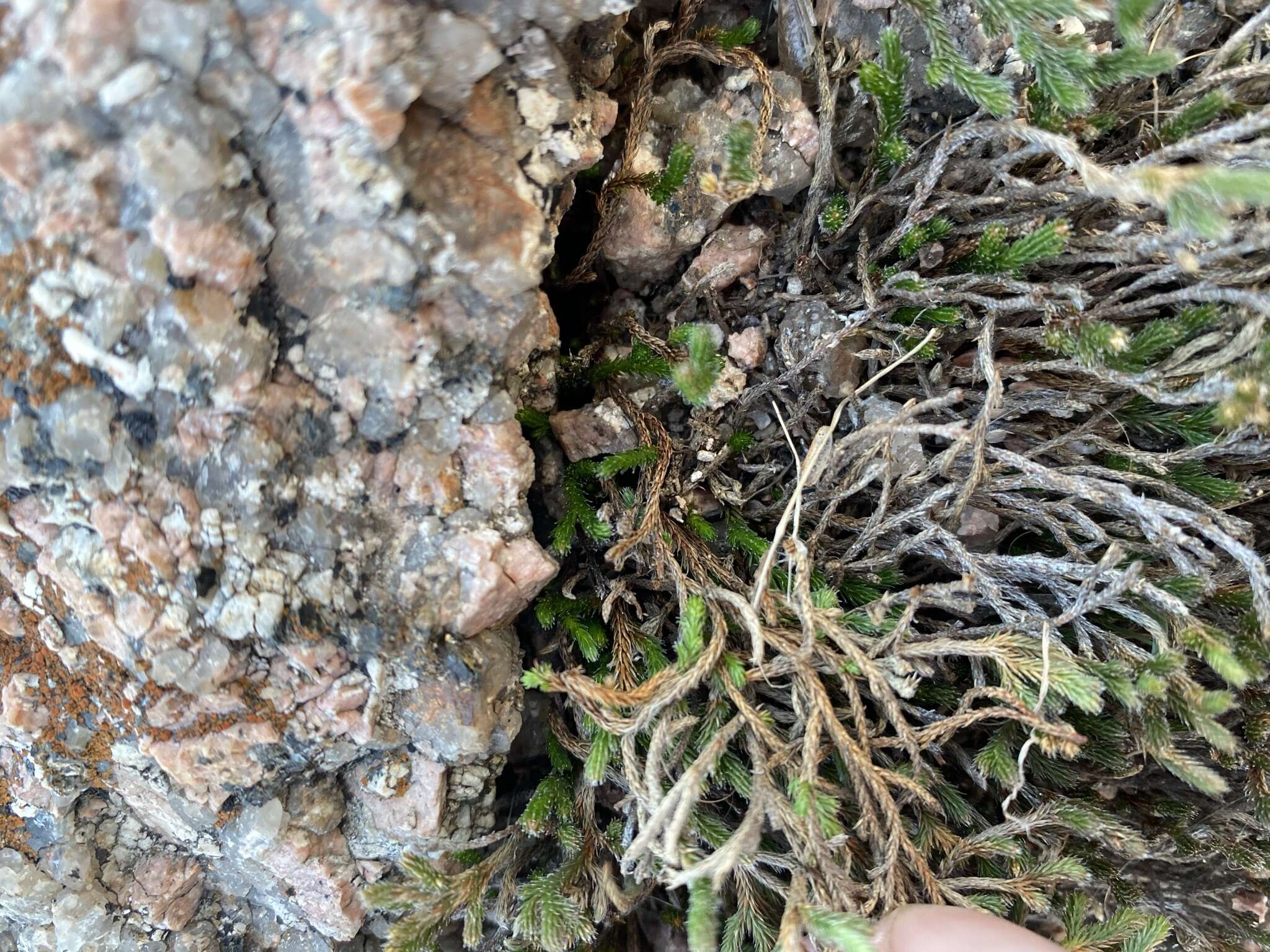 Selaginella peruviana (Milde) Hieron. resmi