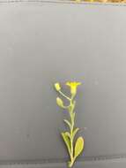 Sivun Pulicaria arabica subsp. arabica kuva
