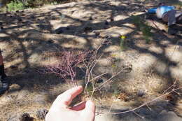 Acanthoscyphus parishii var. cienegensis (Ertter) Reveal的圖片