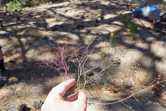 Image of Cienega Seca oxytheca