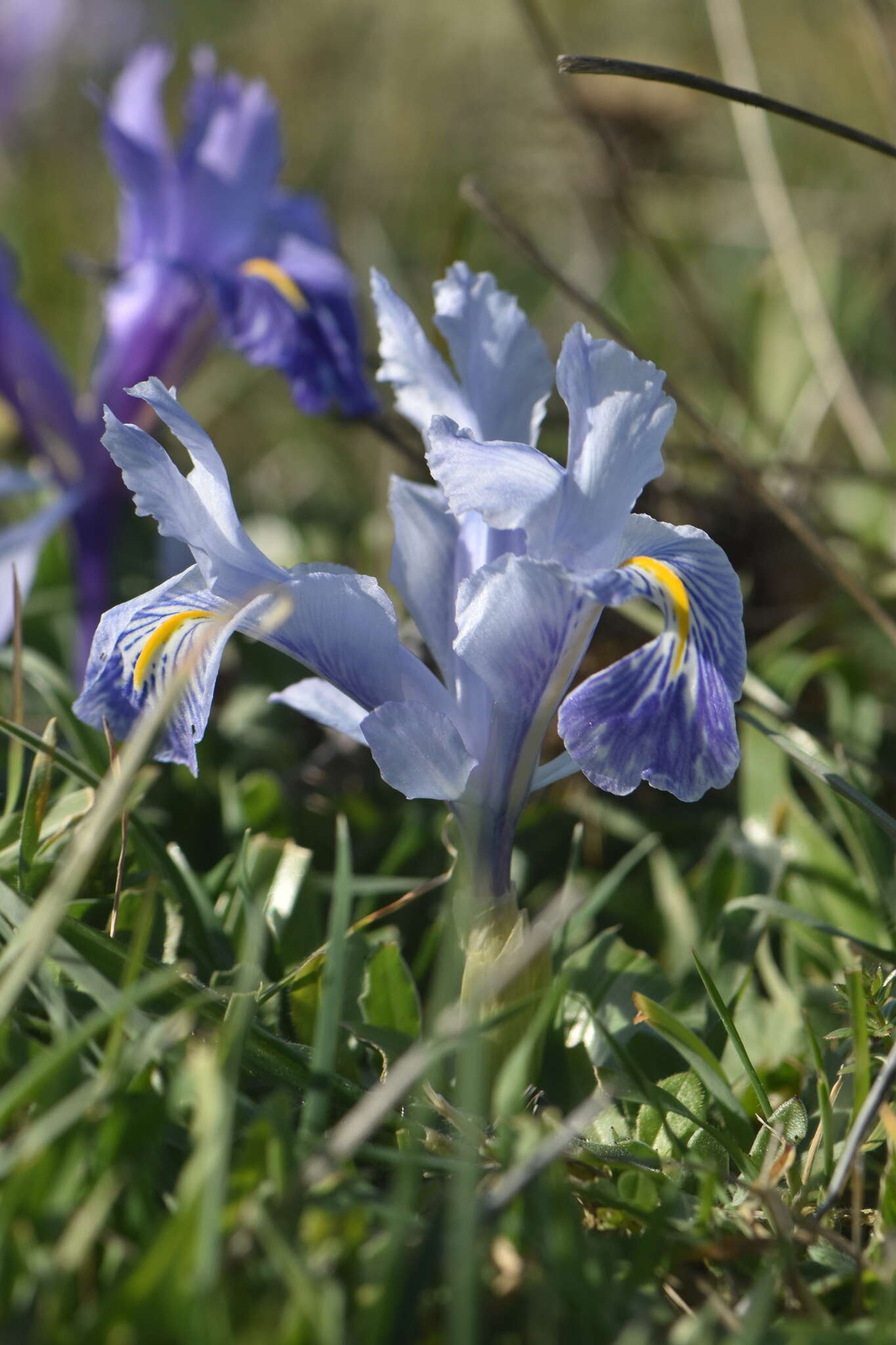 Imagem de Iris planifolia (Mill.) T. Durand & Schinz