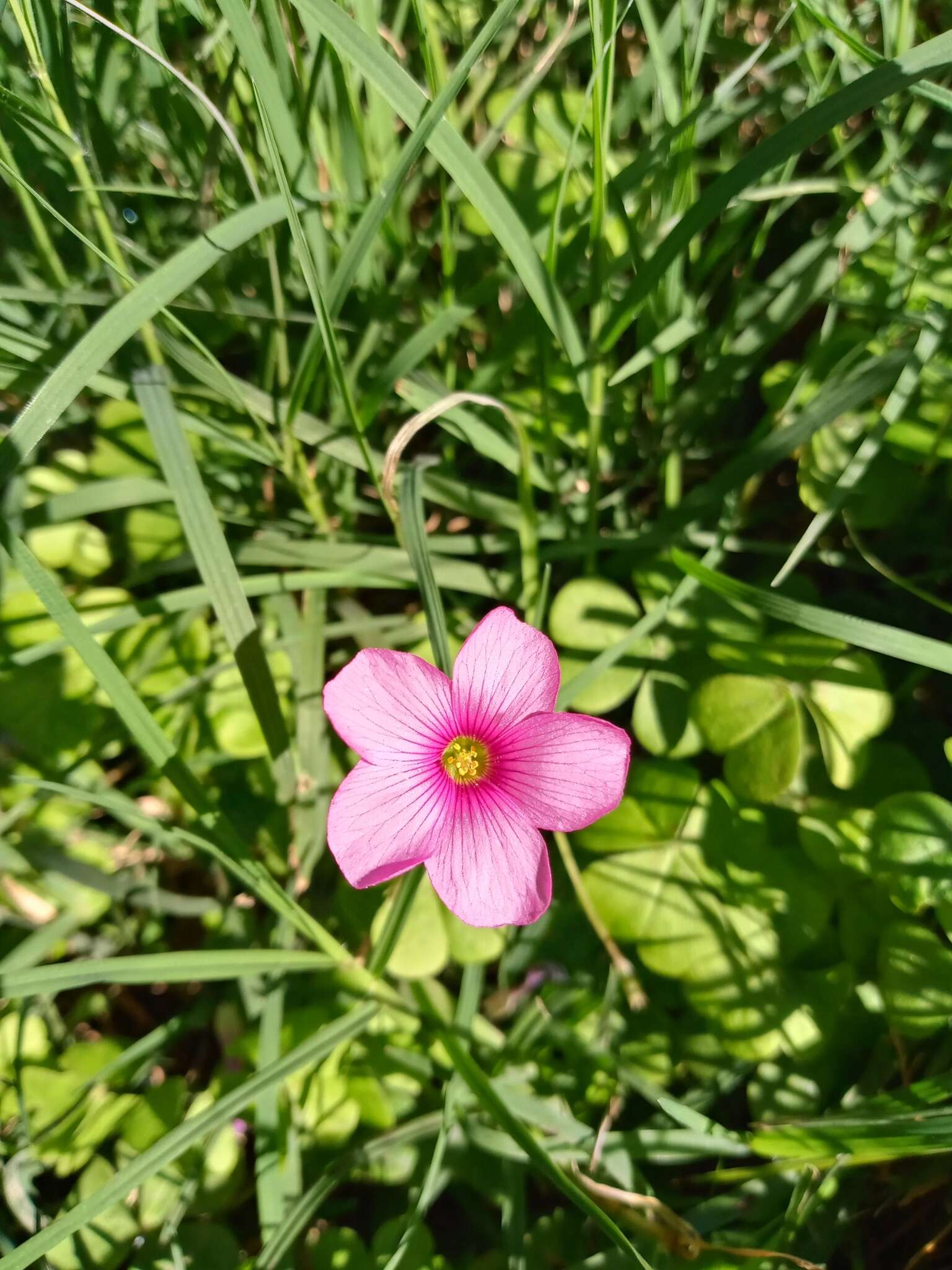 Image of Oxalis hispidula Zucc.