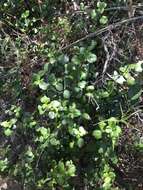 Image of island gooseberry