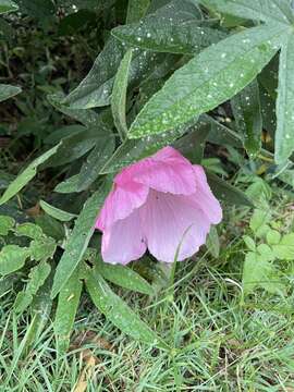 Hibiscus splendens Fras. ex R. Grah.的圖片