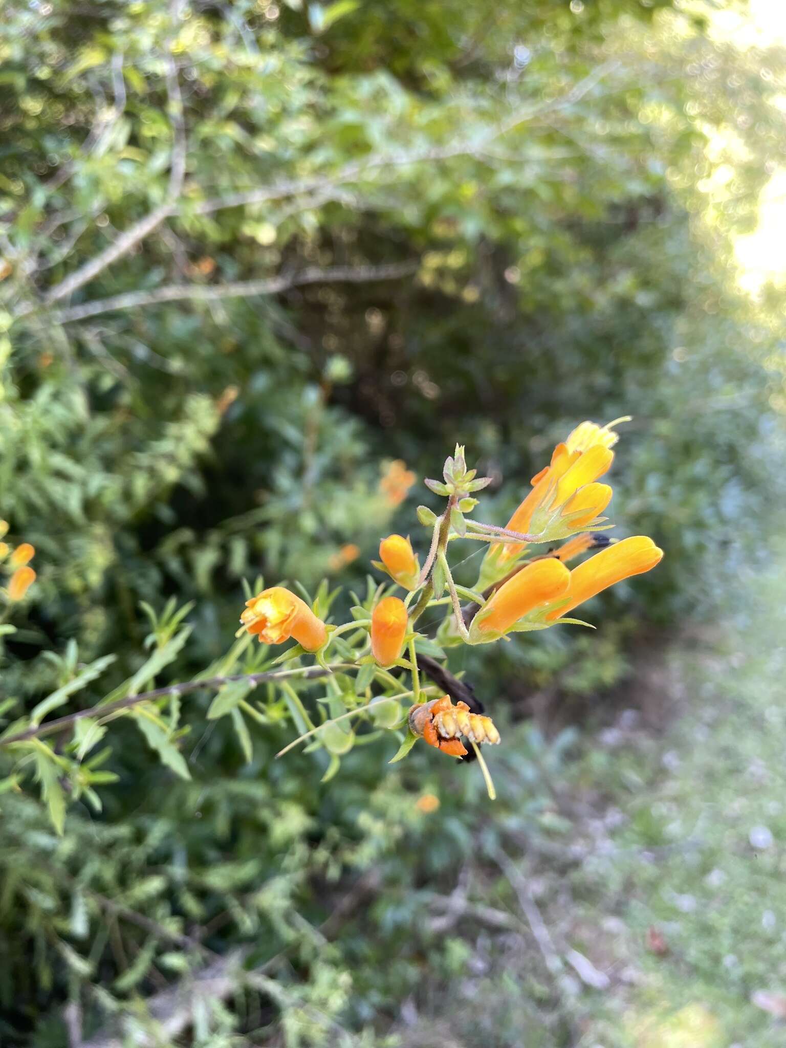 Image de Macranthera flammea (Bartr.) Pennell