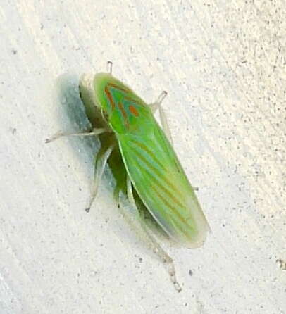 Image of Spangbergiella vulnerata Uhler 1877