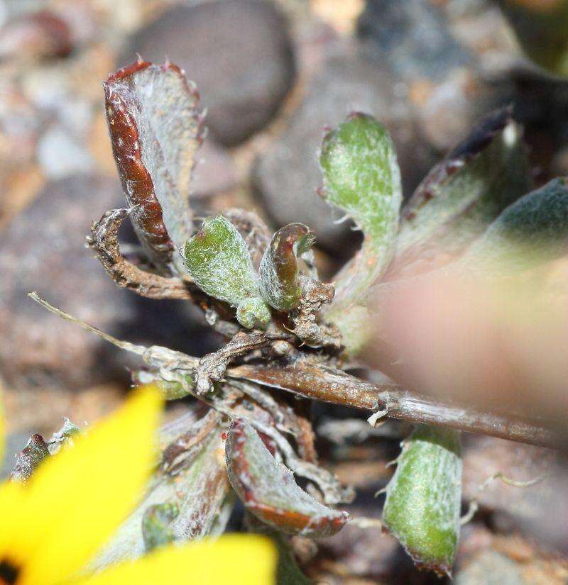 Image of Gazania lichtensteinii Less.