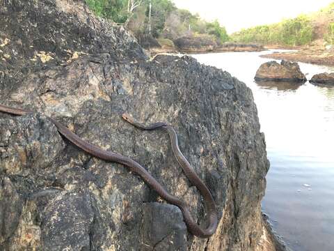 Demansia papuensis (Macleay 1877)的圖片