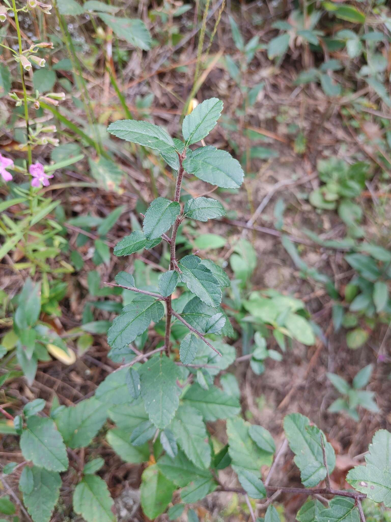 Image of southern crab apple