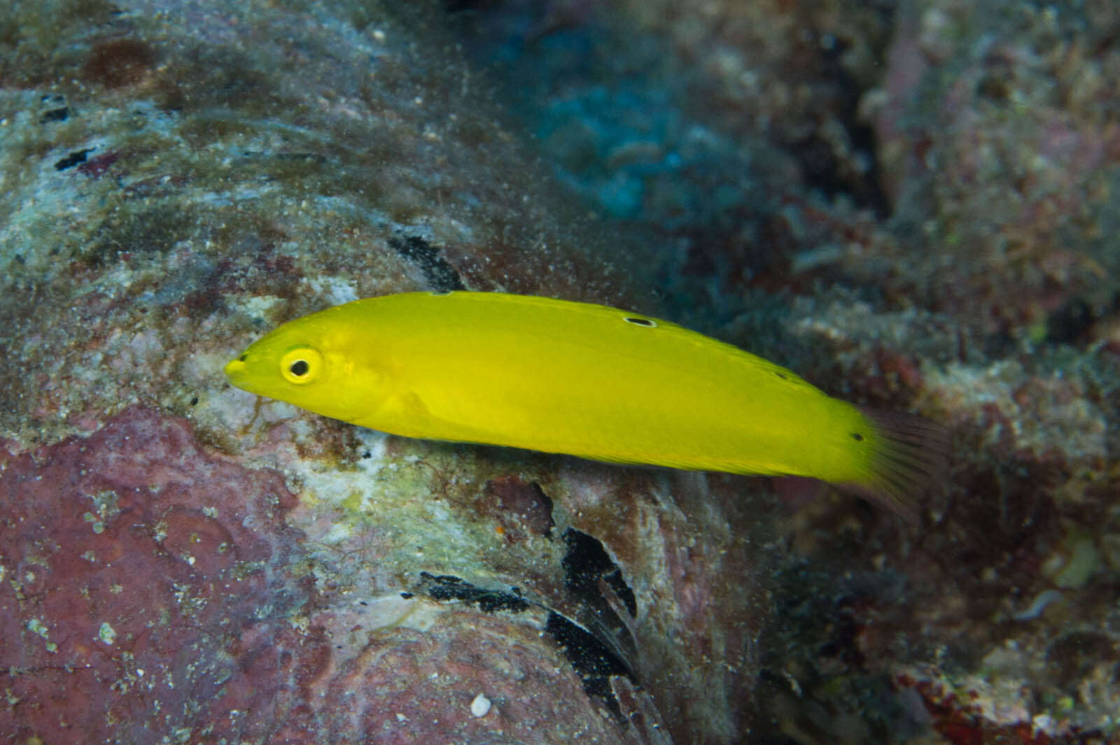 Image of Canary wrasse