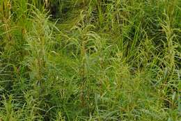 Image of tidalmarsh amaranth